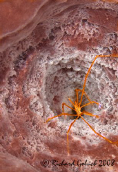 Yellowline Arrow Crab inside Barrel Sponge-Cozumel 2008 by Richard Goluch 